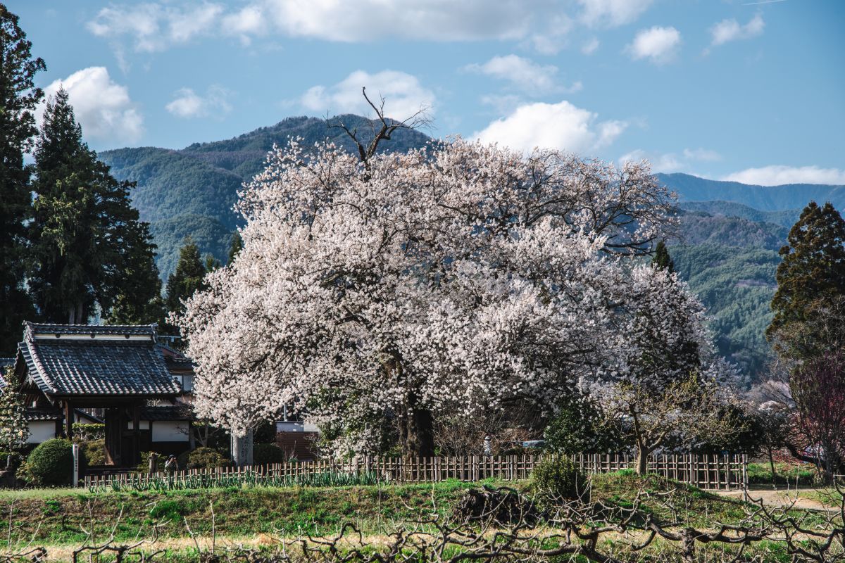 南信州の桜旅　松源寺